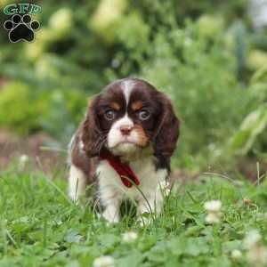 Rocco, Cavalier King Charles Spaniel Puppy